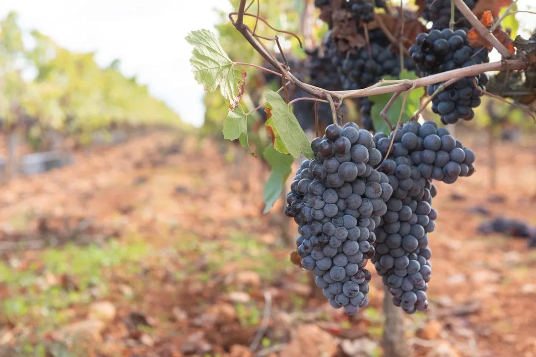 Schiacciata all'uva di inizio settembre: la focaccia dolce della vendemmia toscana, l'uva fragola giusta e i tre errori che la rovinano