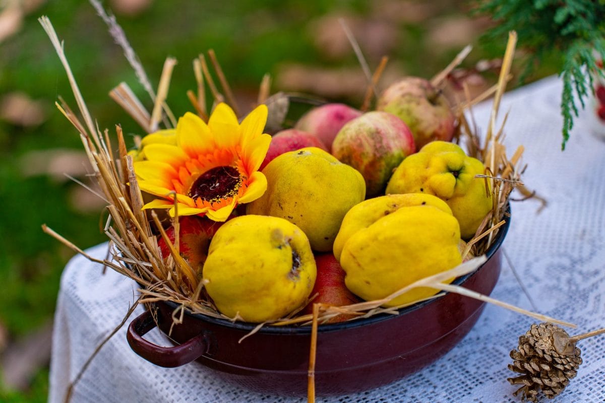 La Cotognata di Fine Settembre: il Frutto Dimenticato che ha Dato il Nome alla Marmellata