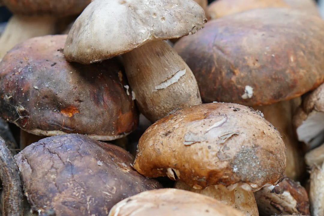 Tagliatelle ai Porcini Freschi di Settembre: la Raccolta nel Casentino, il Fuoco Vivace e i Tre Errori che le Rovinano